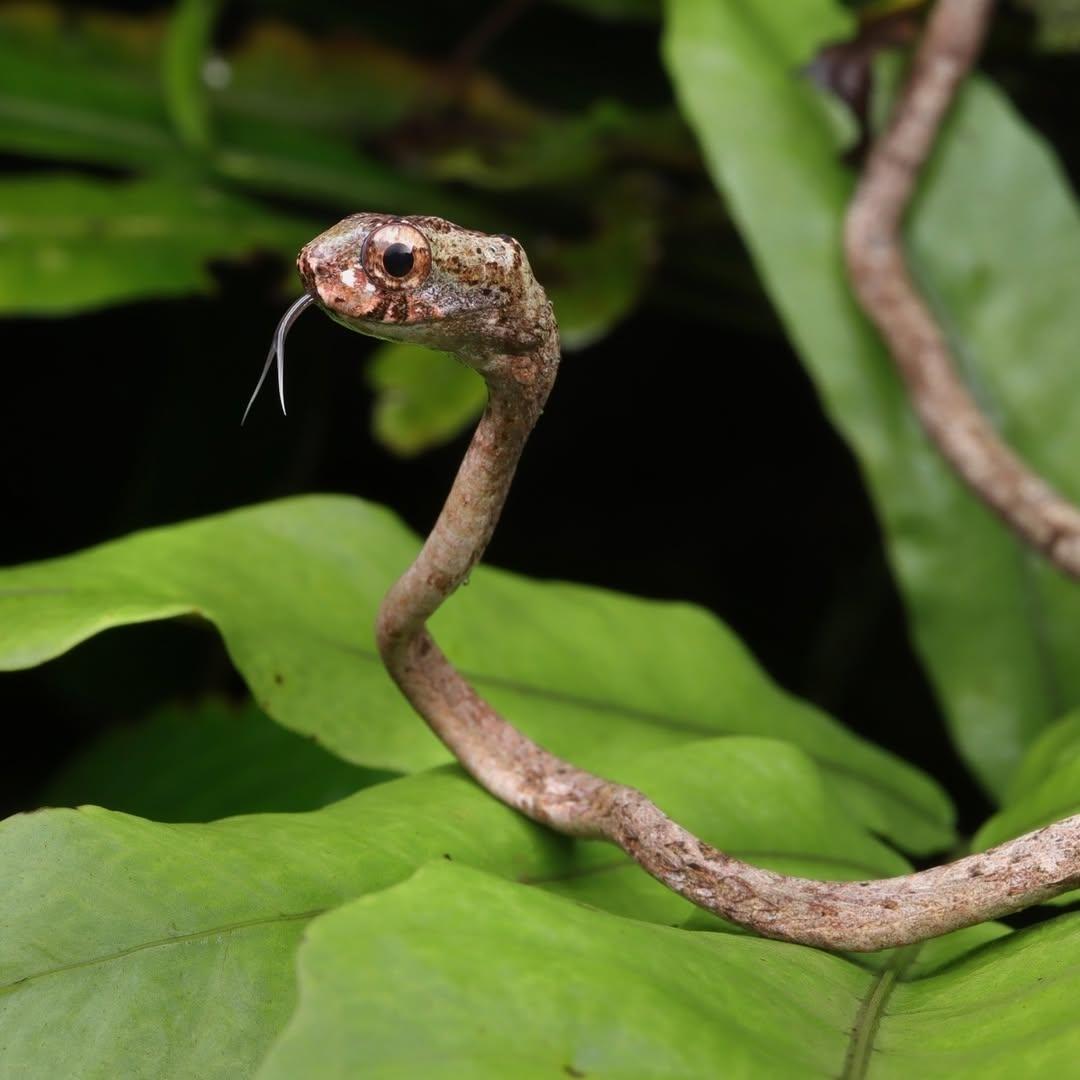 钝头食蛞蝓蛇（blunthead slug snake）是我见过的最像树枝的蛇。
