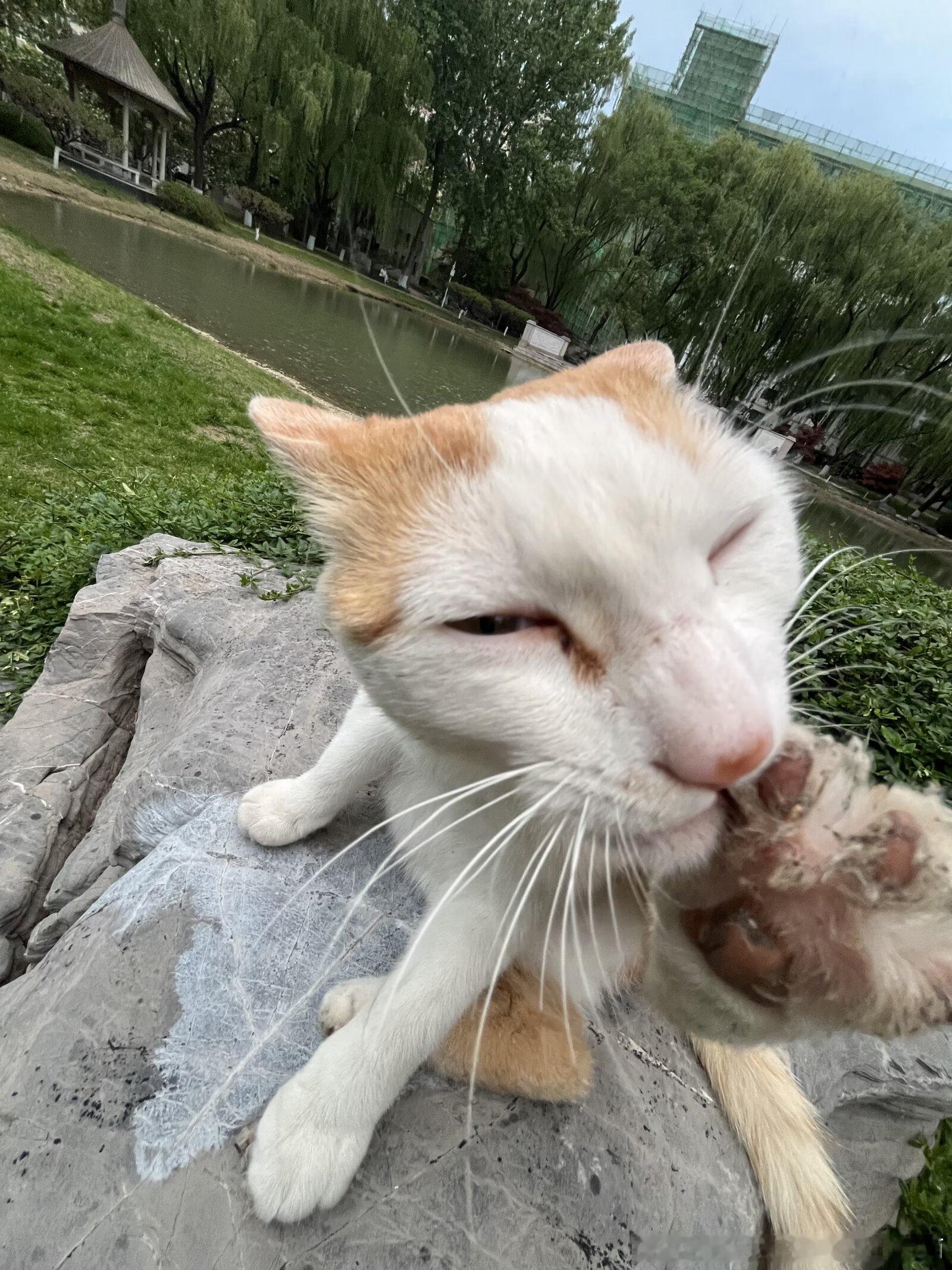 49193【丑猫】形象管理去哪了 