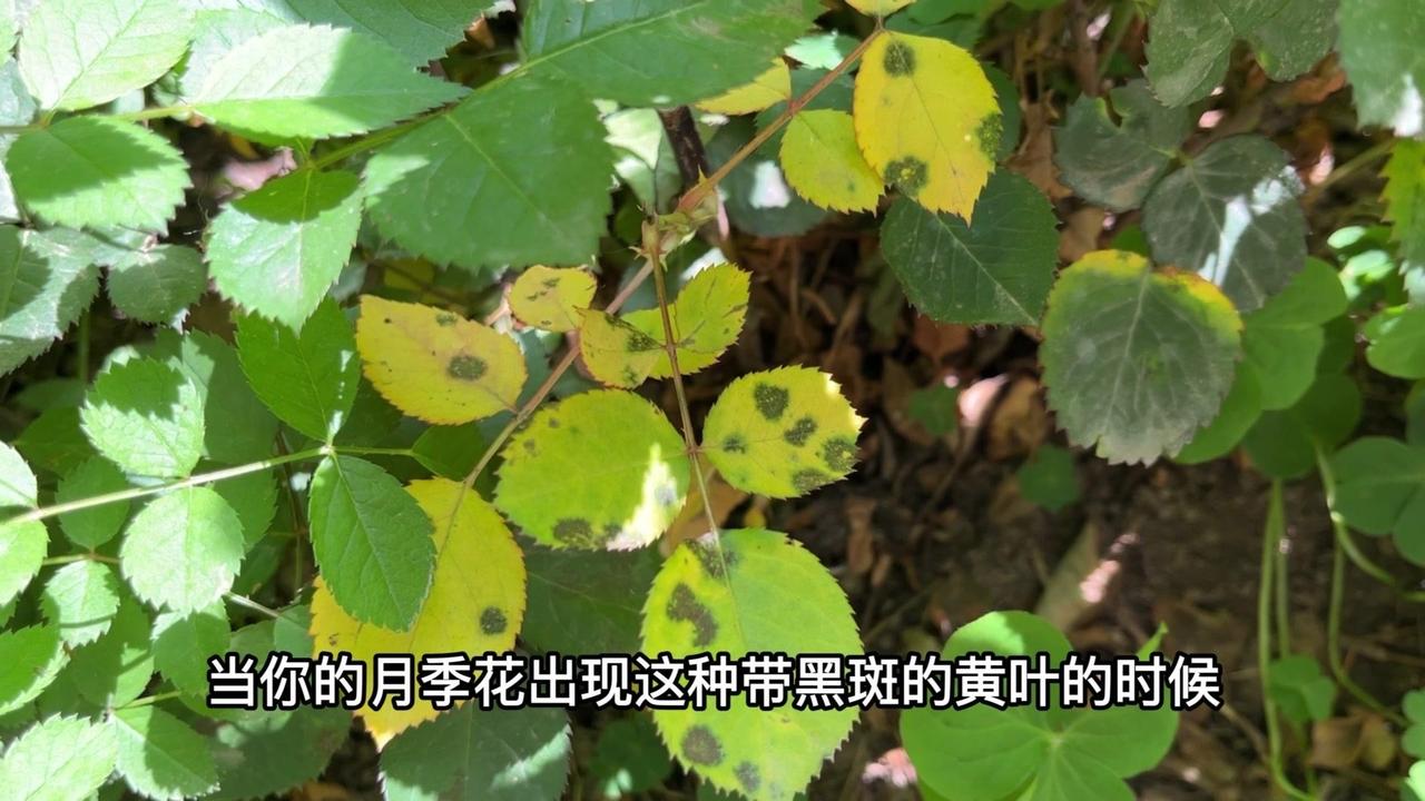 🌿症状：
月季黑斑病多发于雨多的季节，是由真菌引起的常见月季病害。
初期：感染