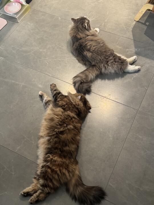 摆烂猫