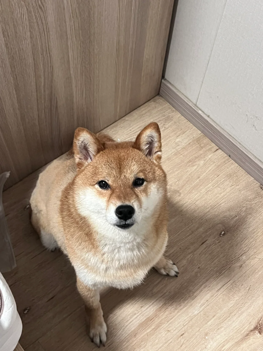一不小心 把狗剃坏了
