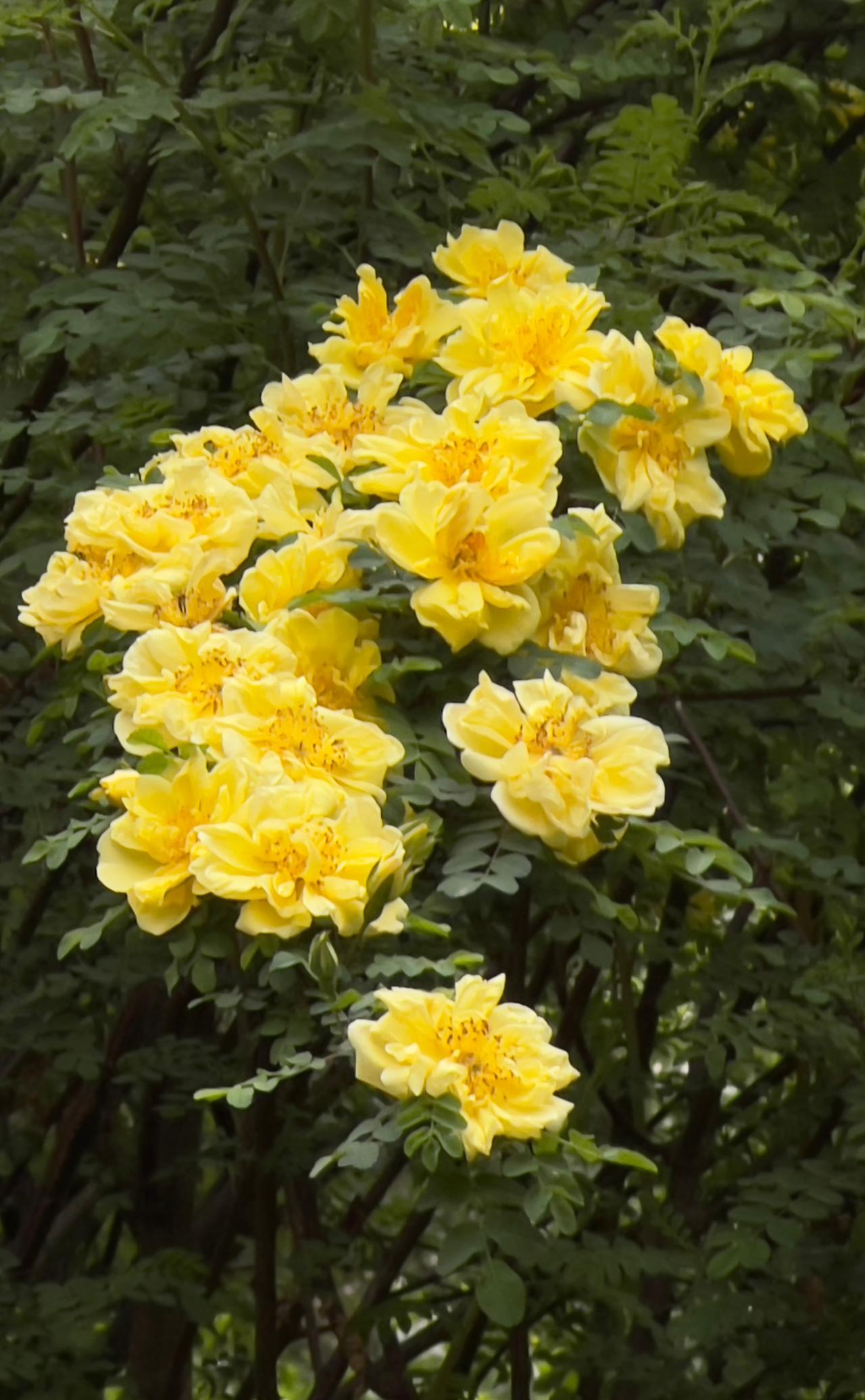 这是我在景山公园里拍摄到的黄刺梅，靓丽迷人的小黄花，带给人们温暖的力量和美好。黄