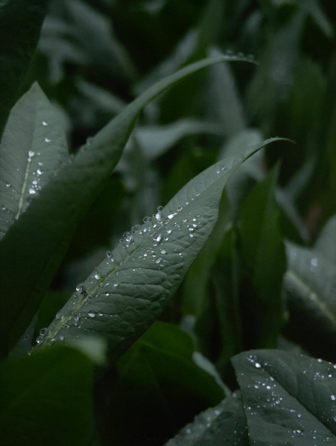 手机用的好相机就不带了。好久没见过含羞草了~~~ 