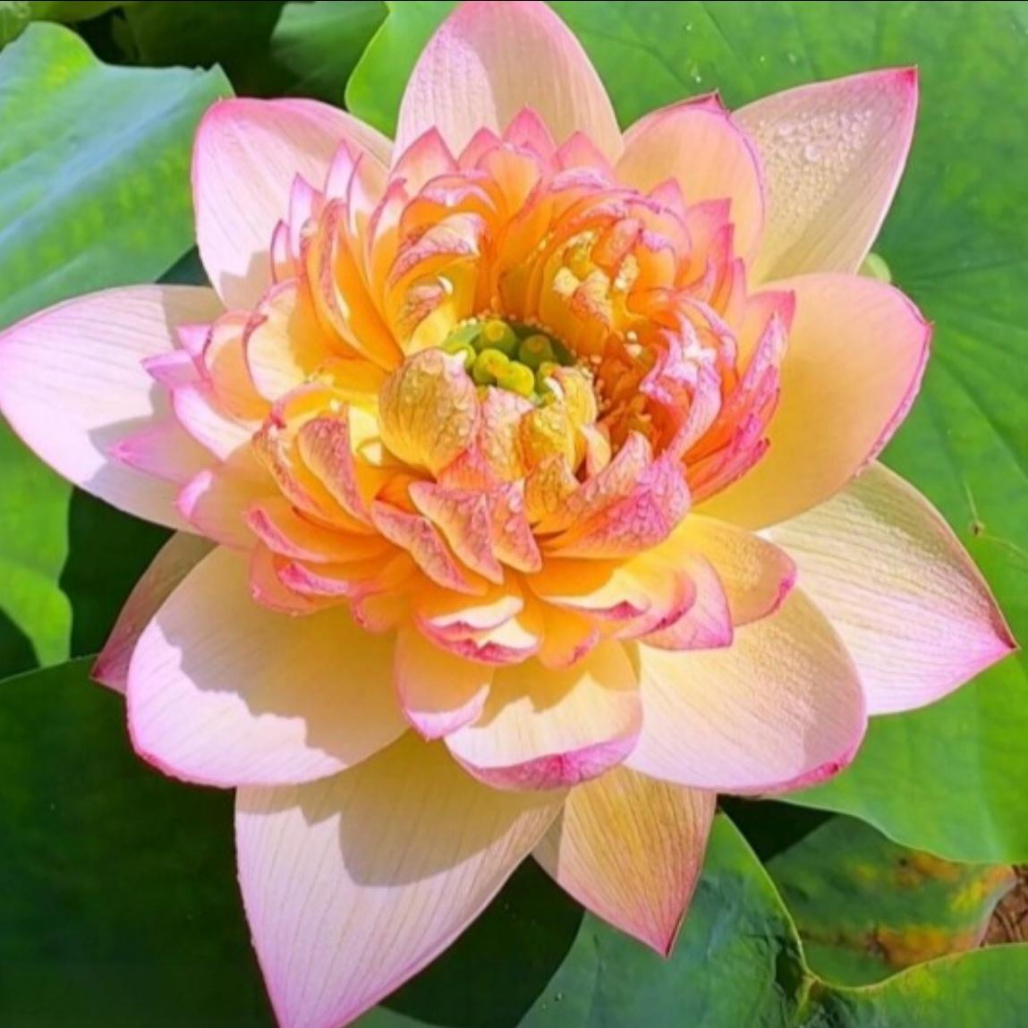 《荷花》
出淤泥而不染，
馨香袅袅；
沐阳光而生辉，
彩环熠熠。