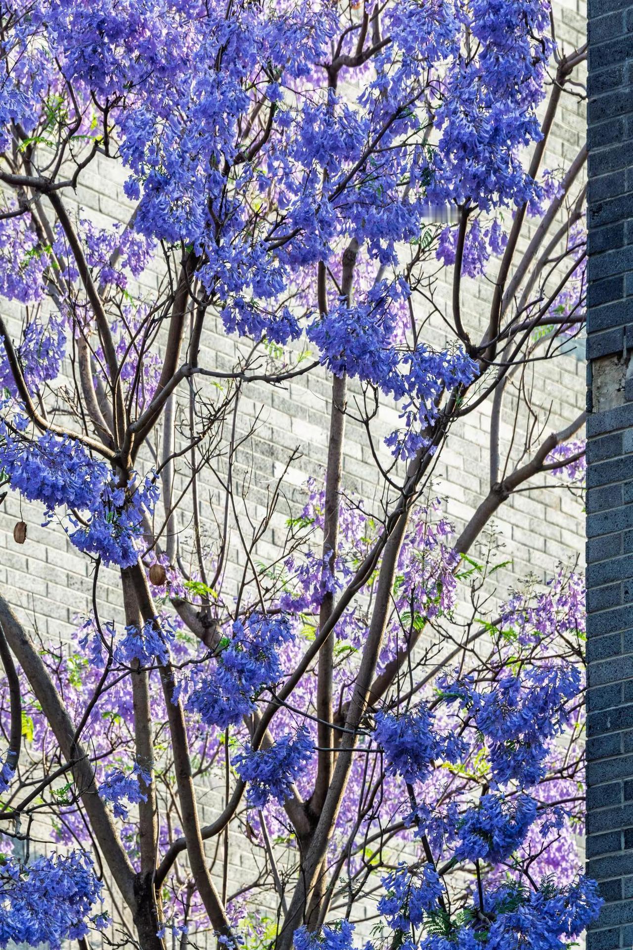 昆明富民上河院蓝花楹。昆明富民上河院蓝花楹