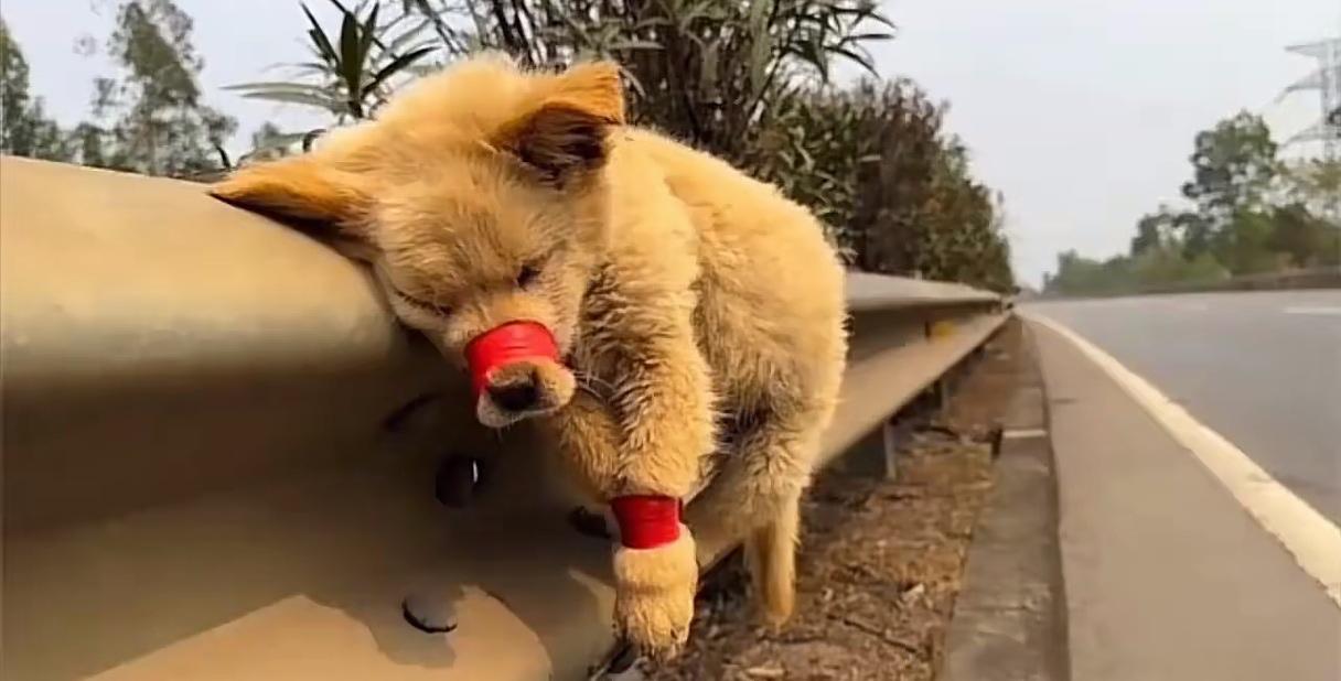 天底下还有这样的人，不养了你送人哪怕你遗弃让它成为流浪狗也好，为什么非要把事情做