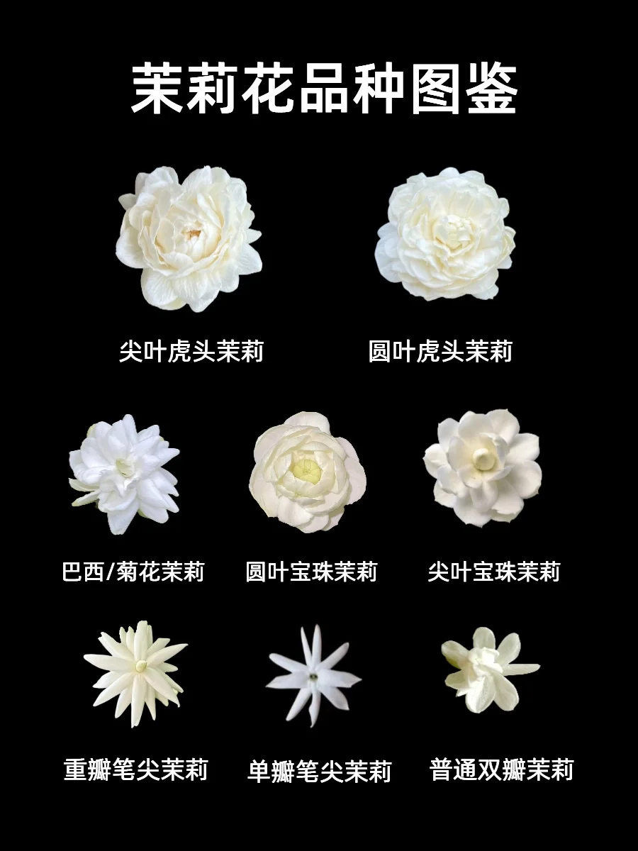茉莉花8大品种图鉴，你都认识吗？