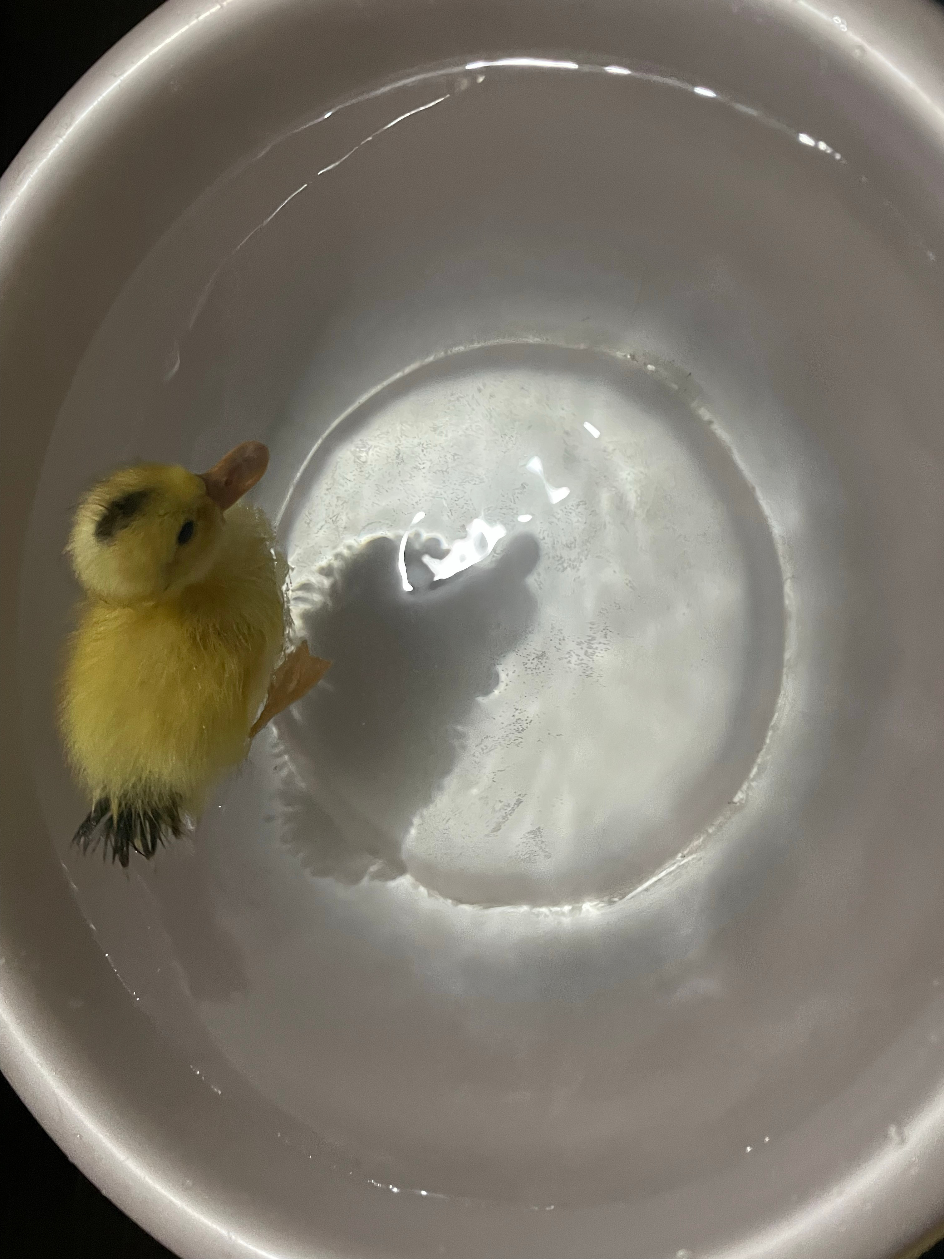 收获一只小可爱走一步跟一步有点粘人 