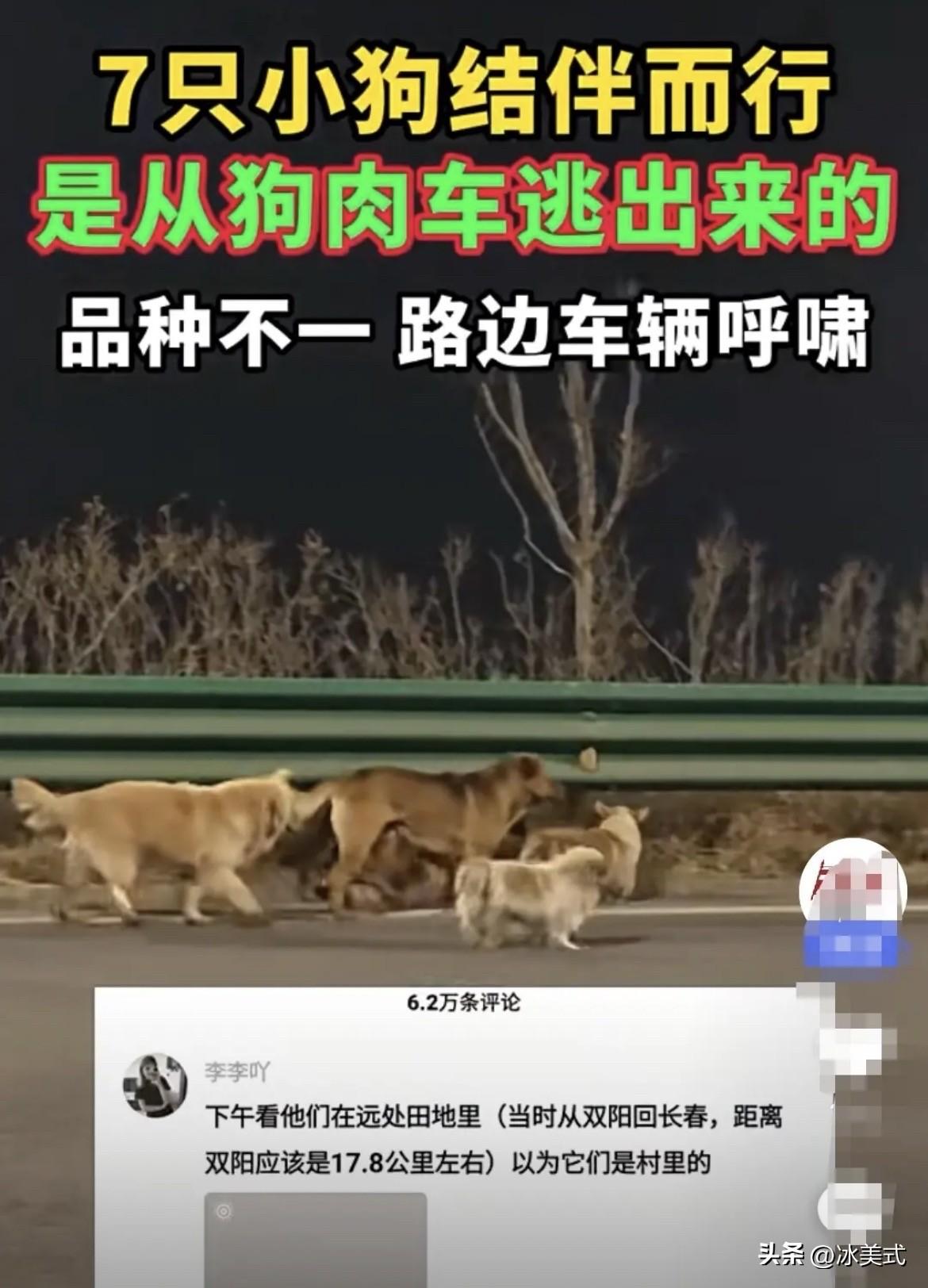 “爱不分物种！”结伴走17公里回家的狗狗里，最让我感动的是那只柯基！它的名字叫大