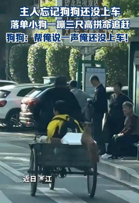 5月1日报道，浙江有网友在浙江街头拍到暖心又可爱的一幕。一只小狗紧紧追着主人的三