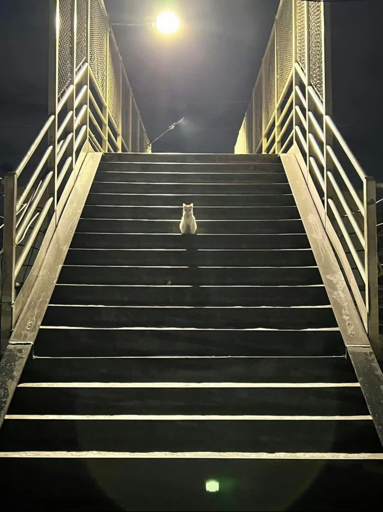 猫咪：可以到你家借宿一宿吗🥹 