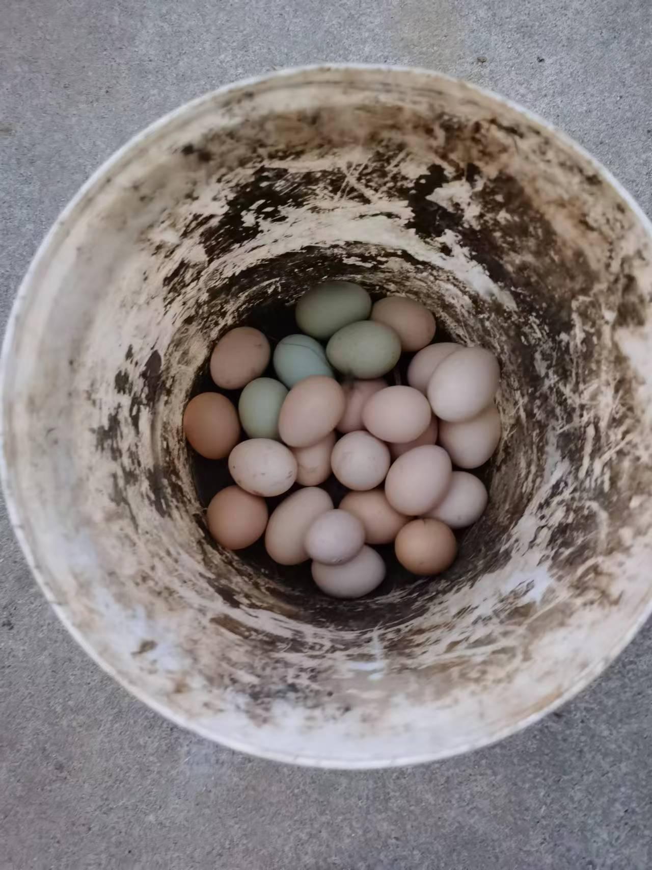 清晨的院子里，鸡群扑棱着翅膀钻进柴草堆，我总能在草窝深处摸到带着余温的惊喜。
 