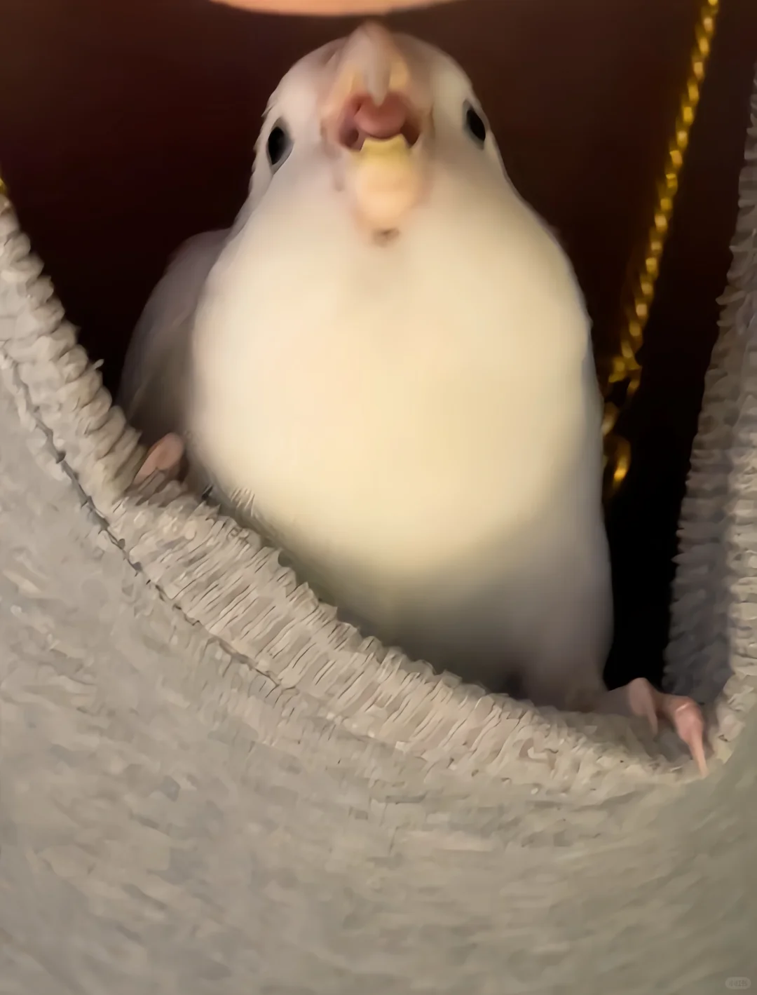 恐龙来了