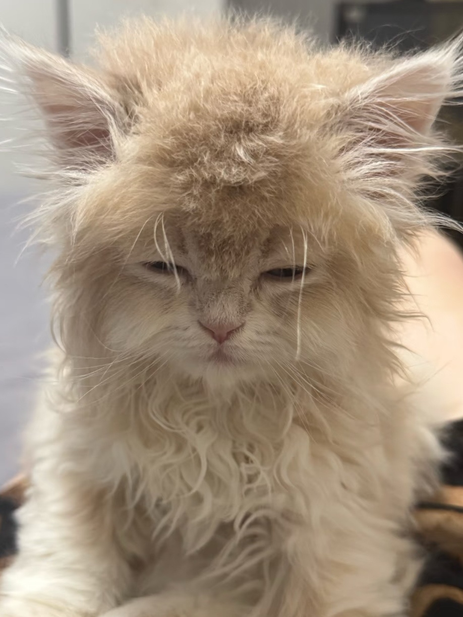 omg笨笨的，下次记得理理自己的毛再拍照宝贝