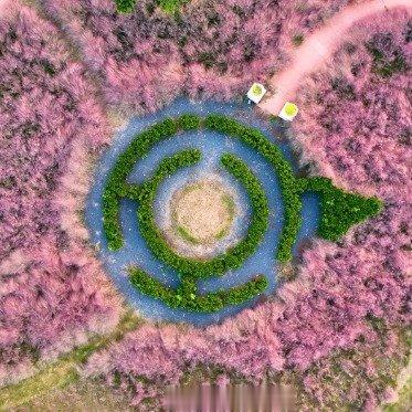 【#江苏25万株粉黛花开如粉色海洋#】那那都有独👀 ​​​