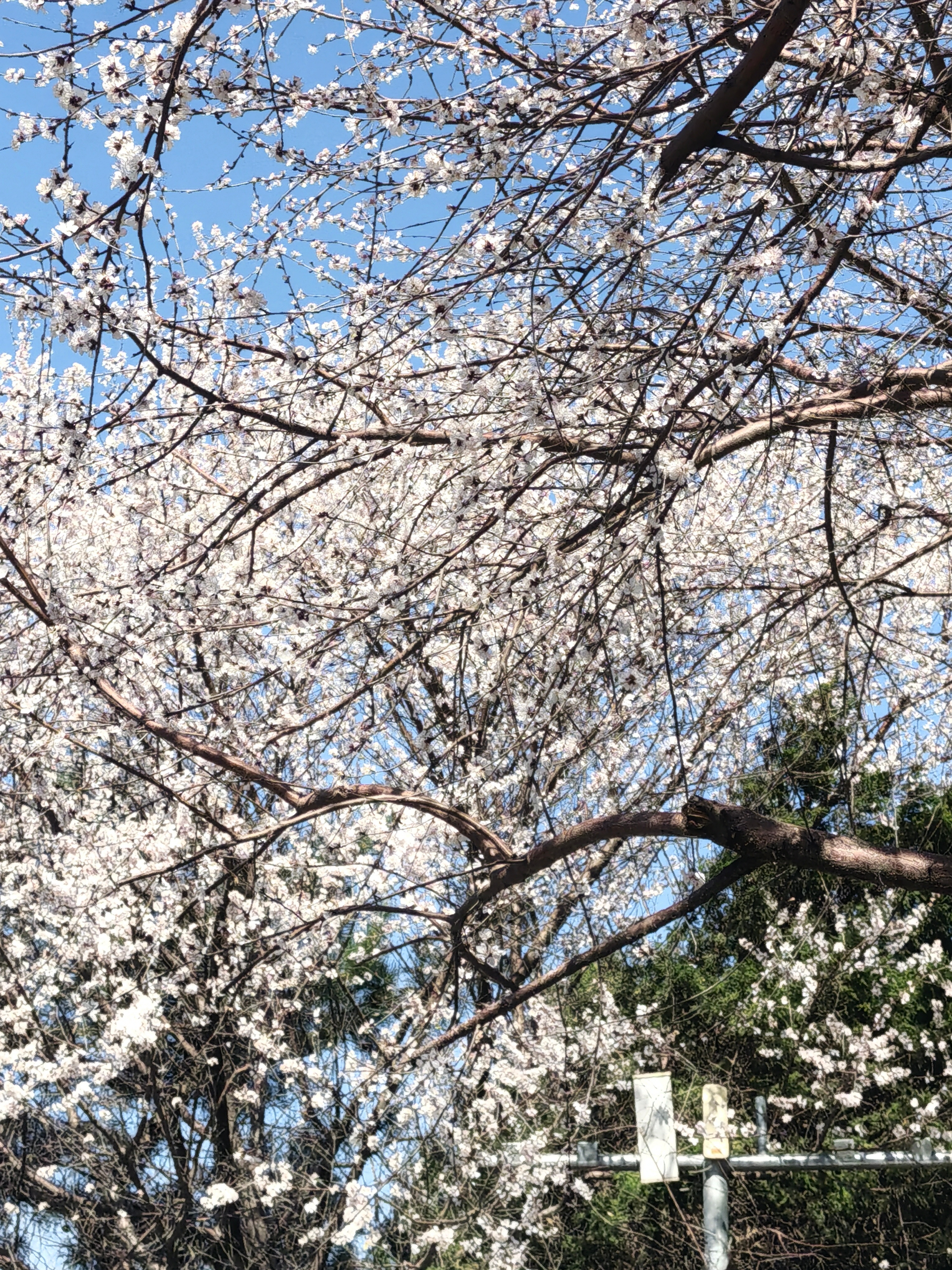 西钓鱼台的樱花真的很美 不比鸡鸣寺的差 ​​​