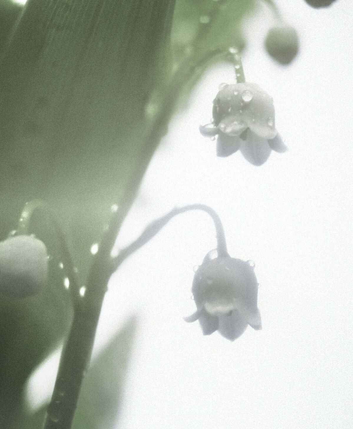 𝐿𝓊𝒸𝓀𝓎 𝒸𝓁𝑜𝓋𝑒𝓇. 𖧷 ˖ ˚🍀