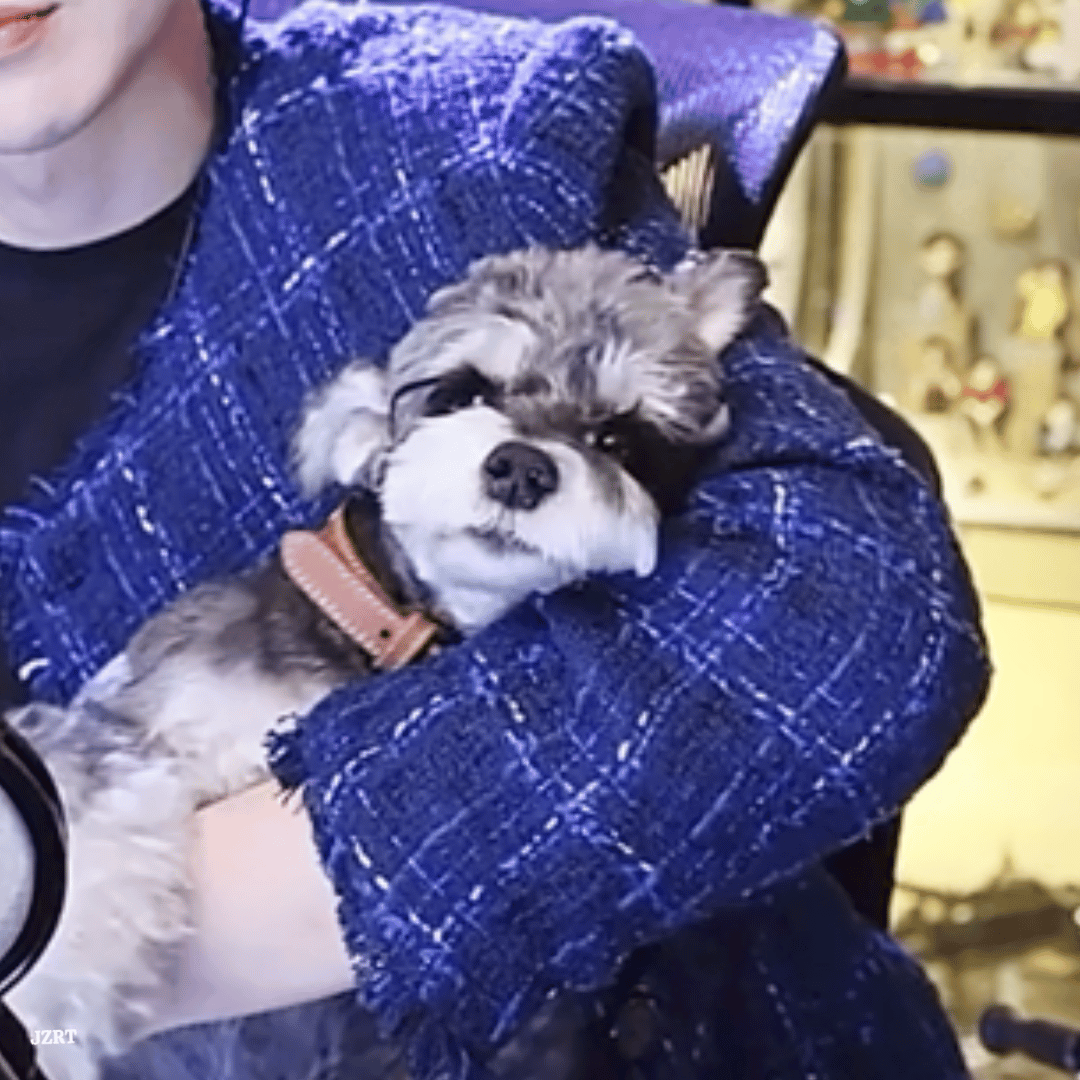 晚安💤！困了💤！刘宇宁  |刘宇宁演唱会  |摩登兄弟