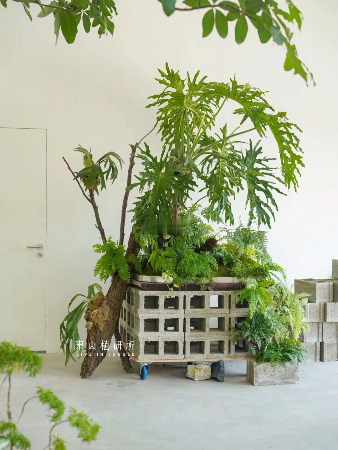 绿植装置｜可移动的绿色丛林🌳