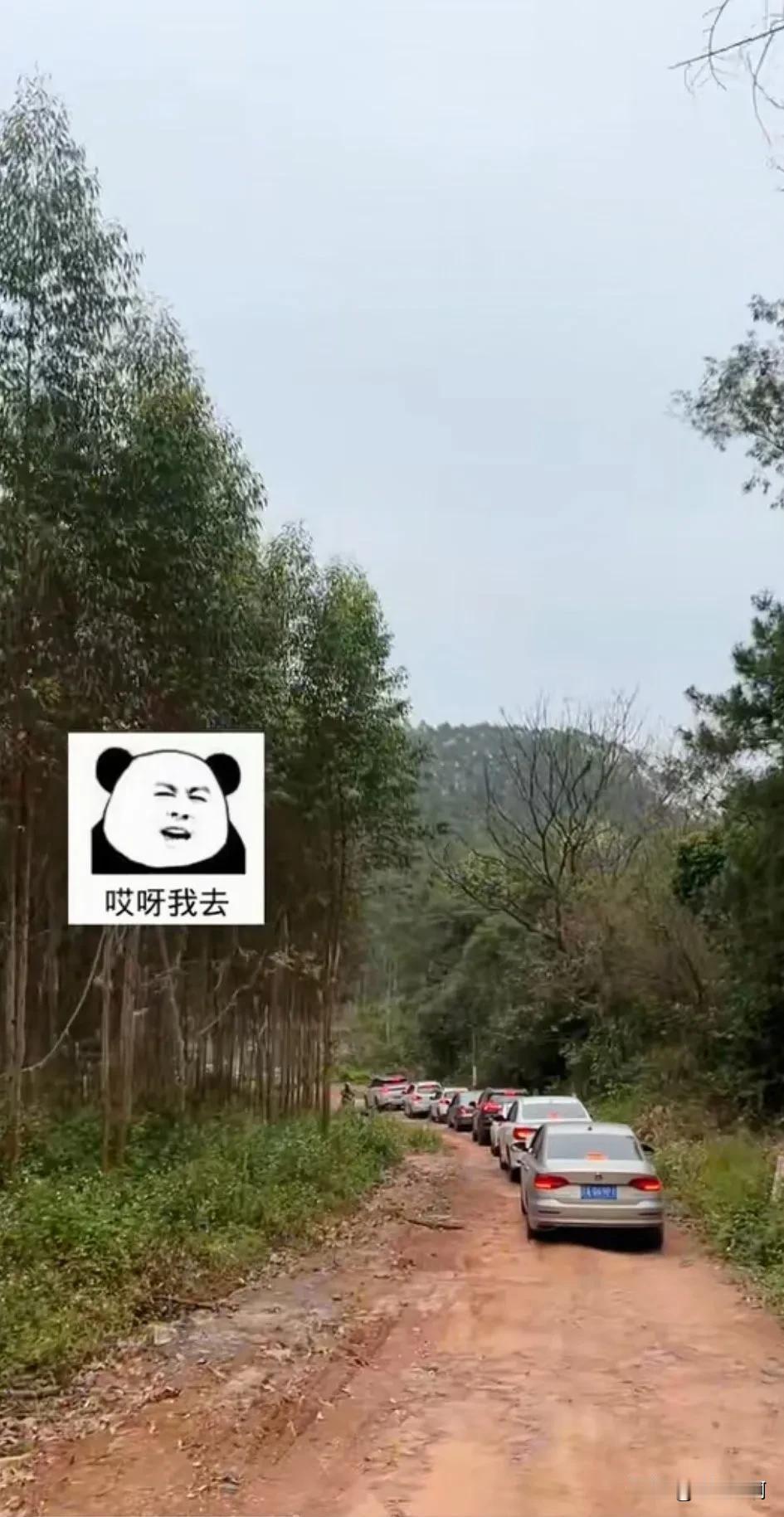 村里传开了，某家女儿相亲的从高速一直排到家[捂脸]#我要调头回老家# #终于探完