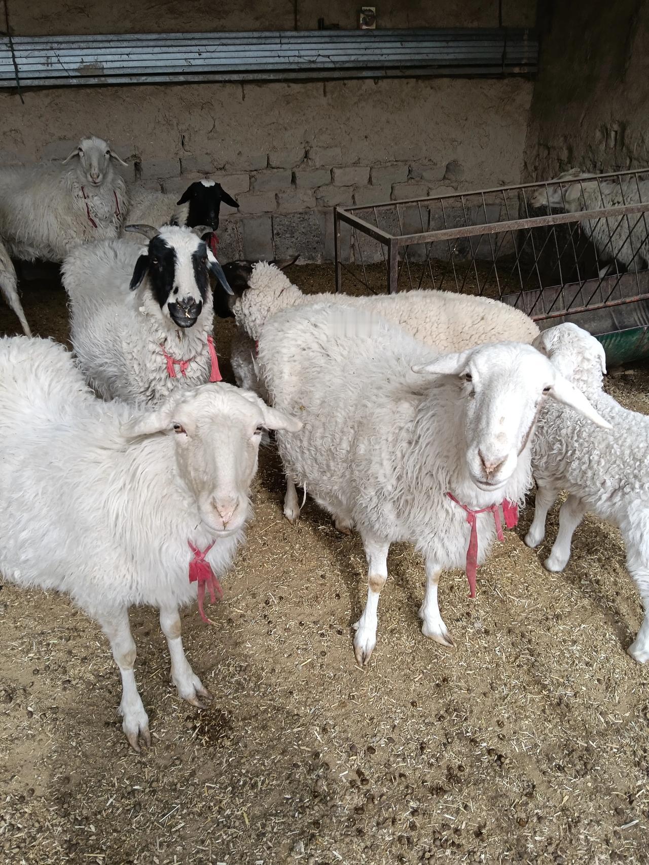 一天两顿，定时定量。
害怕羊吃少了，饿瘦了，那都是想多了的事。
羊的生物钟，灵验