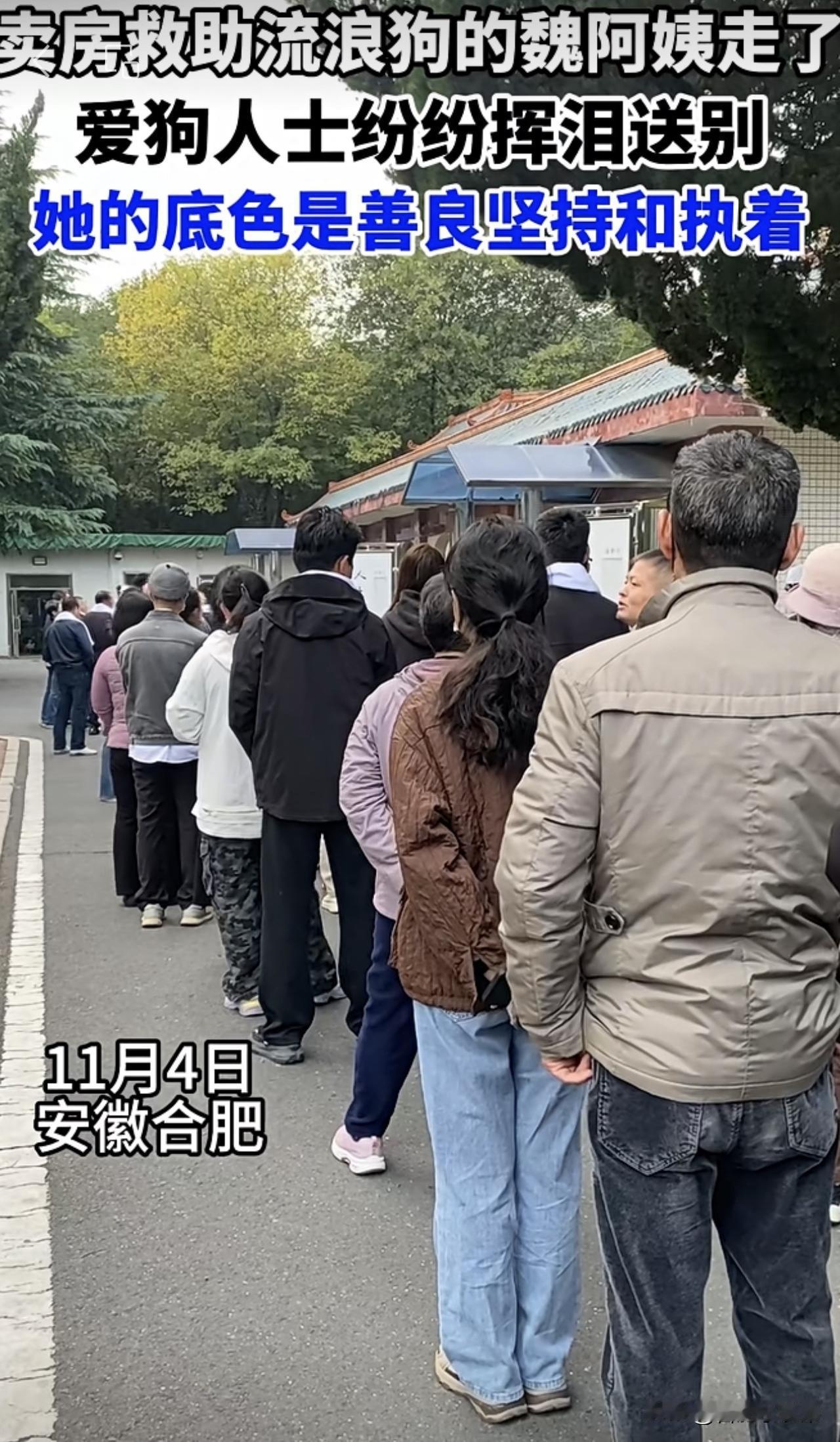 20年坚守流浪动物保护，她是600多只流浪毛孩子的避风港，是年轻义工心中温暖可靠