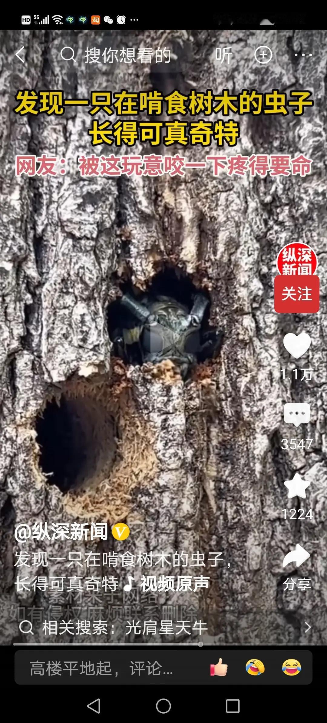难怪叫天牛，这样看真的像
