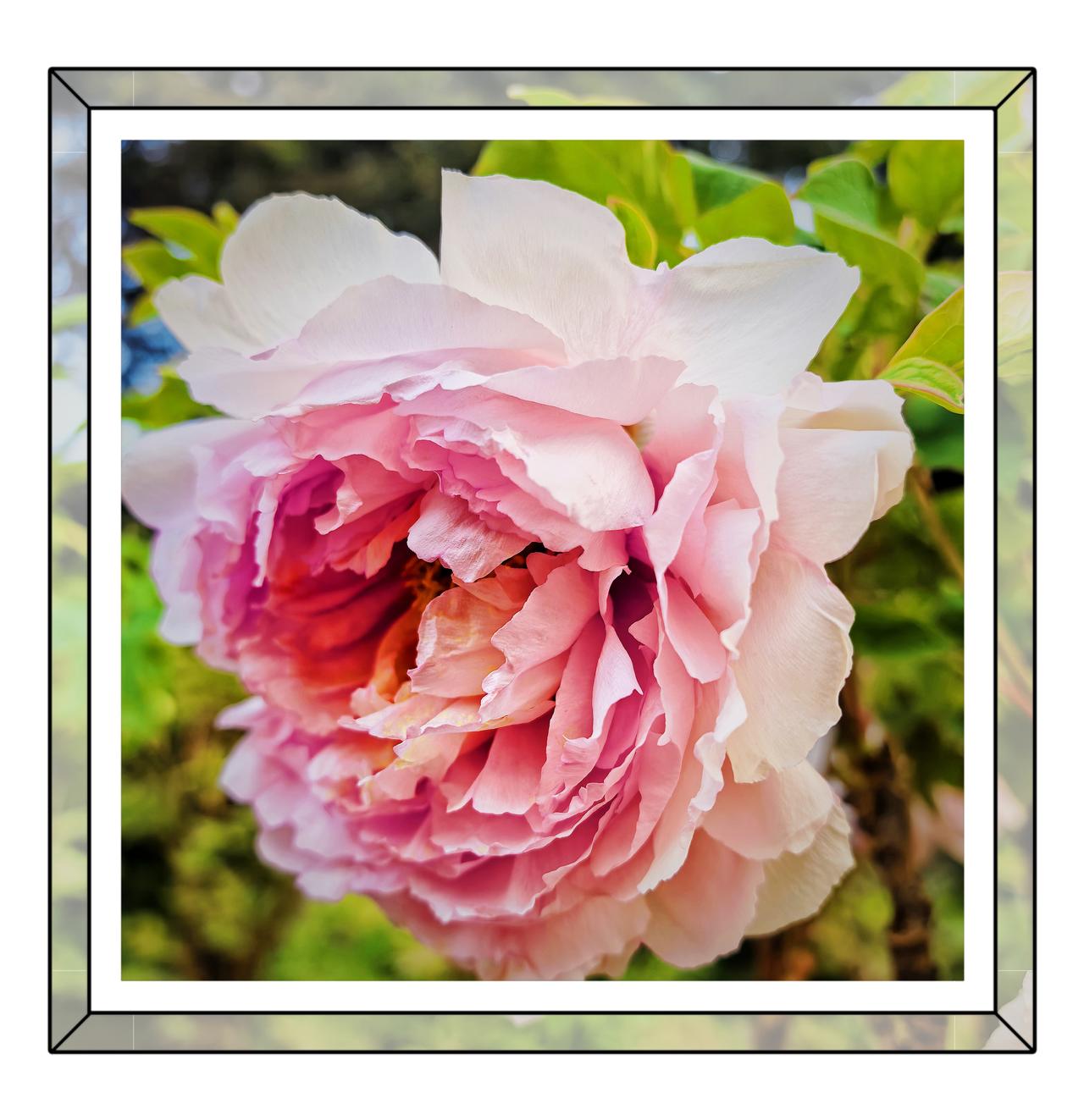 分享牡丹美景景山公园牡丹花