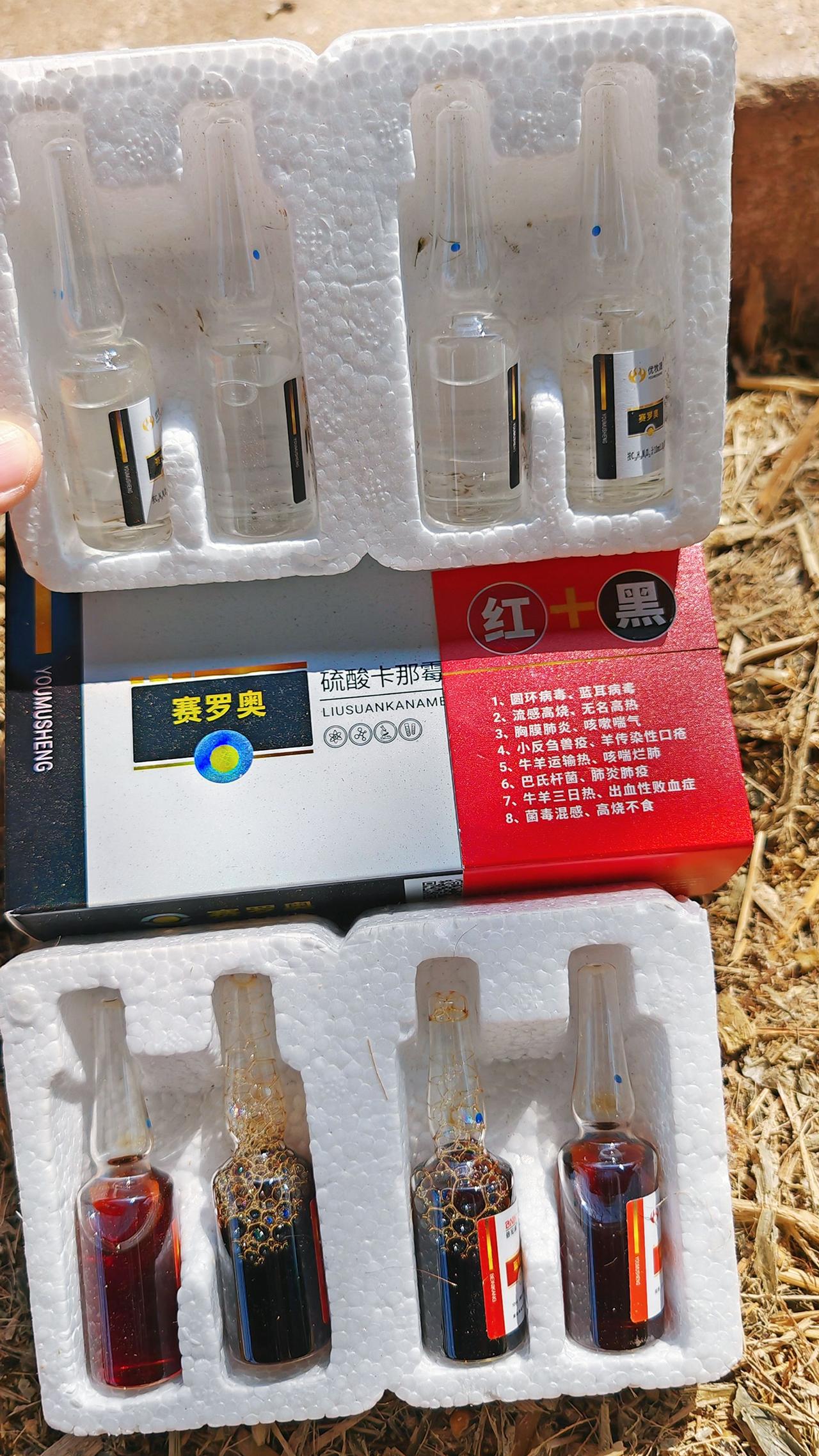 养羊人 农村养羊 牛羊养殖