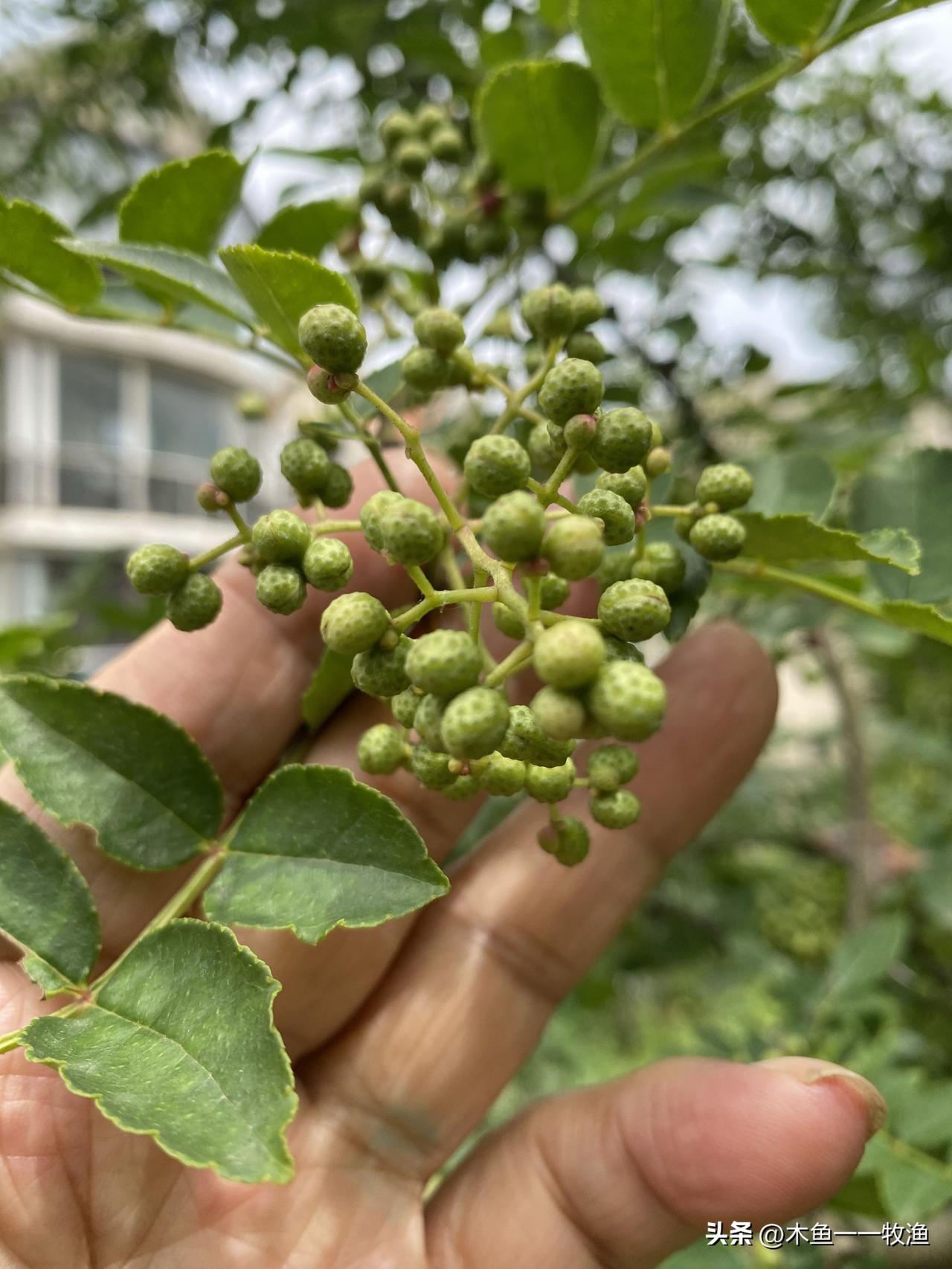 我家邻居大嫂搬家了，她把一颗多年生的花椒树转让给我，现在绿色花椒粒已经挂满树梢。
