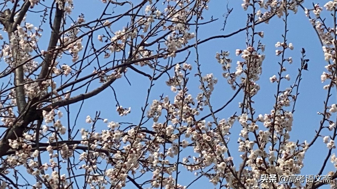 新年生活图鉴樱花盛开，春意盎然，美不胜收！🌸🌸🌸