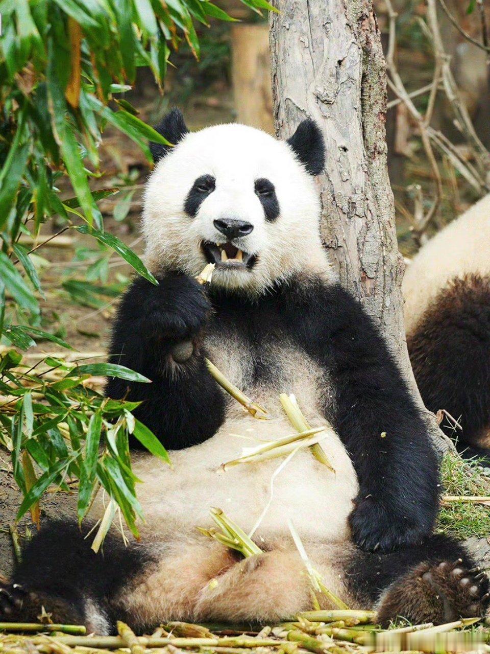 熊猫守护者 圆滚滚的身子裹着蓬松的黑白绒衣，抱着翠竹啃得一脸专注，爬树时笨拙又灵
