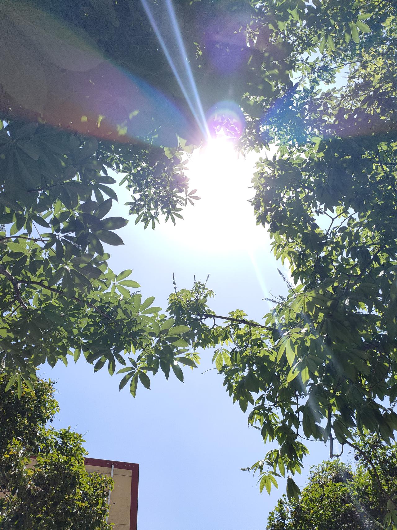满目苍翠，晴空明朗，风携夏日温柔，日子清净悠长。
不慌不忙，向阳而行，岁岁皆是安