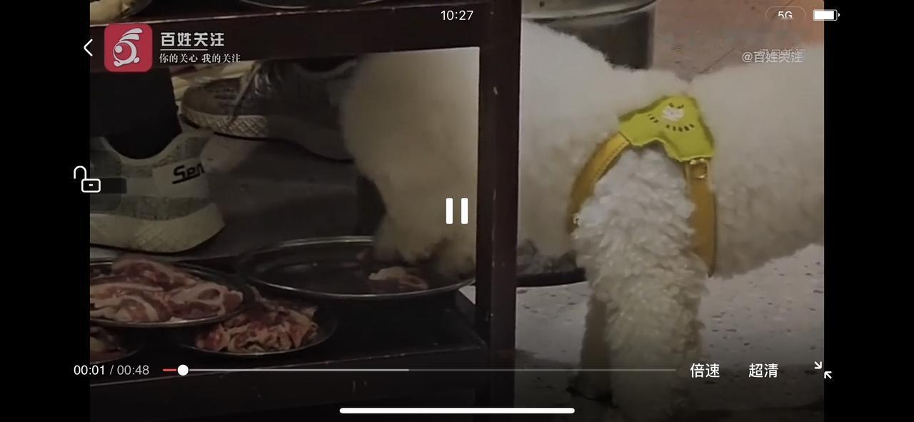 6月6日，湖南衡阳一烤肉店内有宠物狗偷吃顾客餐盘食物。视频显示，顾客正在餐桌上用