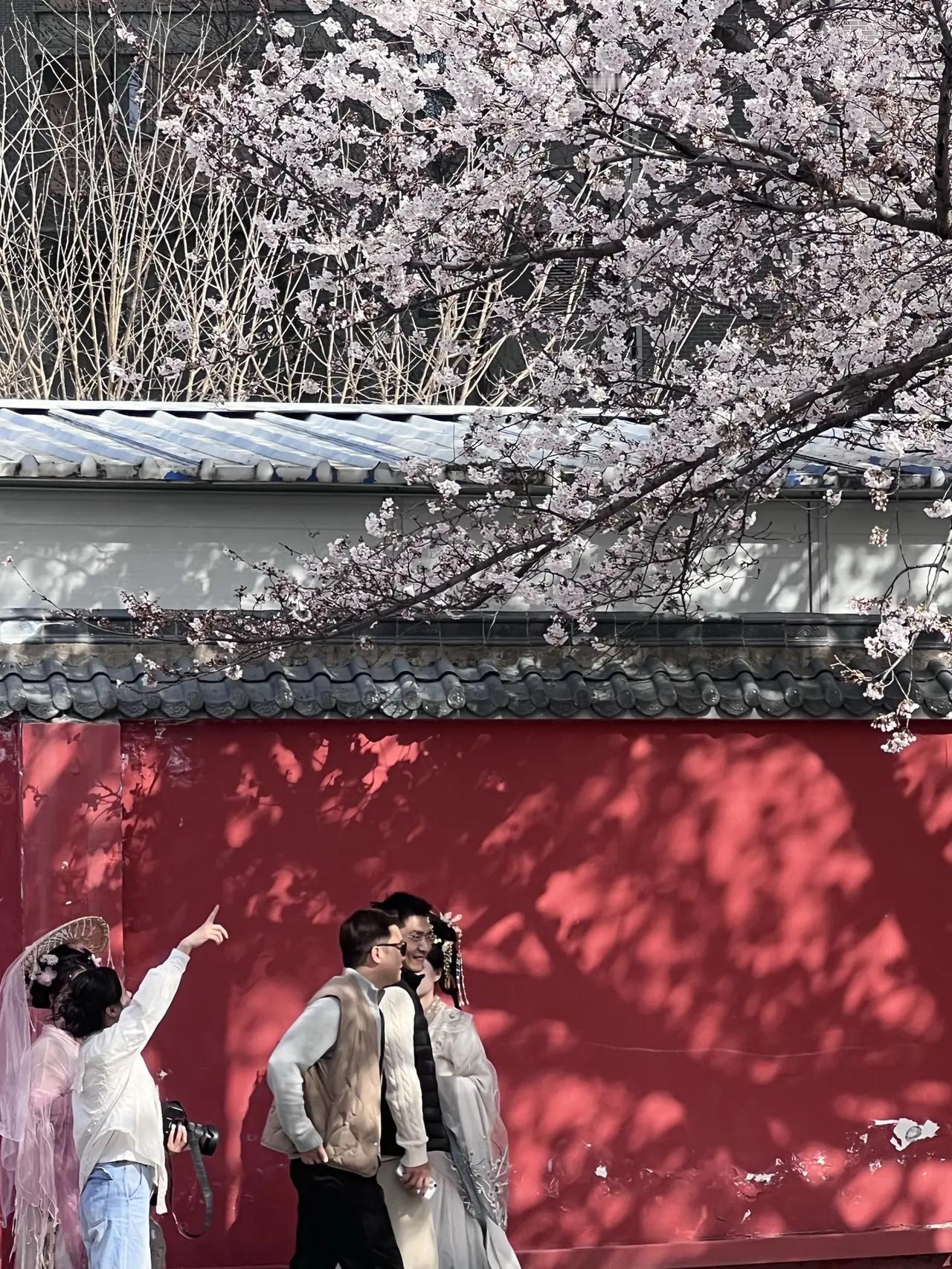 红墙+早樱，西安这里成了网红打卡地 西安这里的早樱+红墙，成了网红打卡地！地铁直