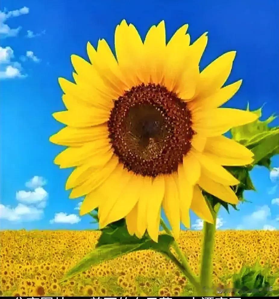 葵花向阳：
都说夏日难忍受，
我亦向阳绽芳容。
只为秋天迎烈日，
至死一生为秋公