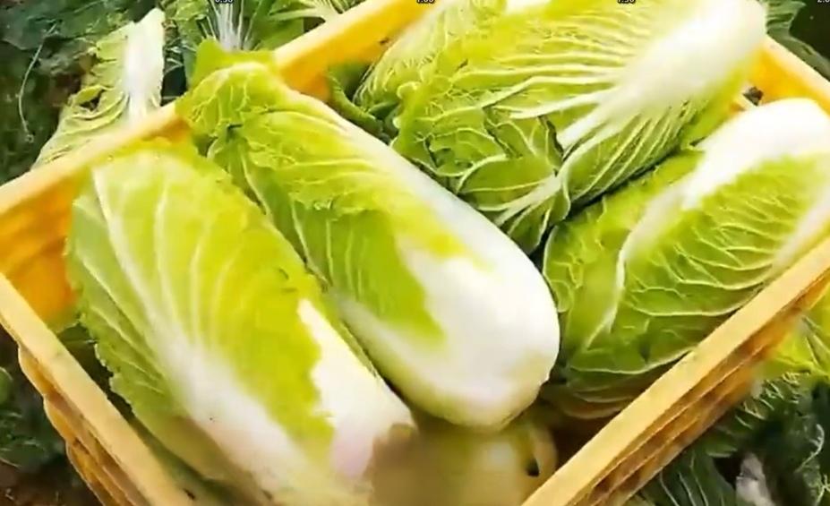 关于冷链能否解决“甲醛白菜”问题，答案是：能，但前提是必须根治其背后的经济困境和