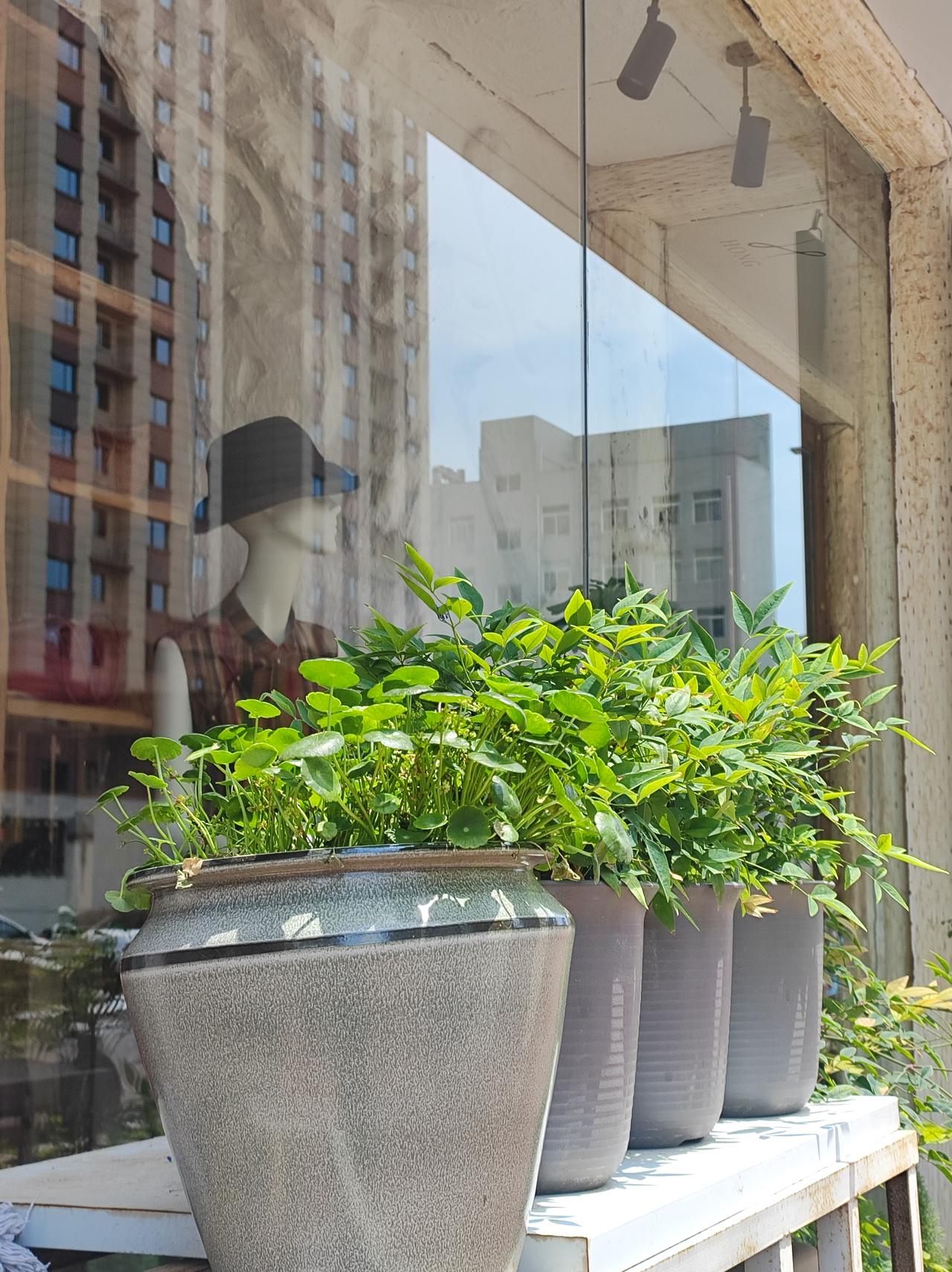街边的花草

出门逛街，遇见了一盆吊起来的小叶昙花，养的挺好。去年夏天，公园有昙