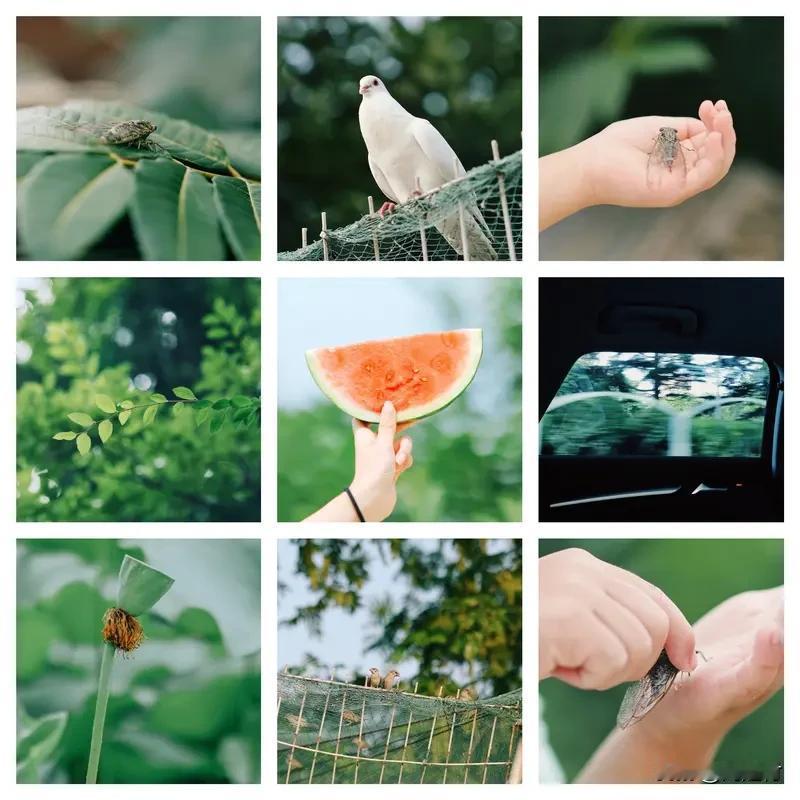 夏日生活打卡季 夏日的美好总是让人忍不住打卡记录。就像每天清晨闹钟一响，仿佛开启