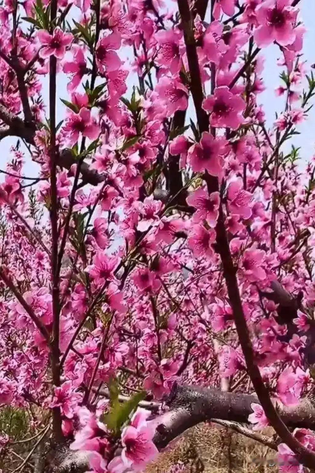 小区一业主做“好事”引争议，事情是这样的，小区一片公有桃树林无人管理，这位业主感