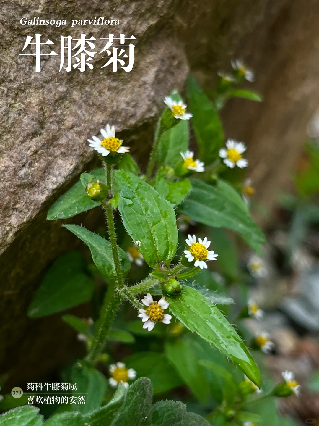 福州植物打标370｜牛膝菊