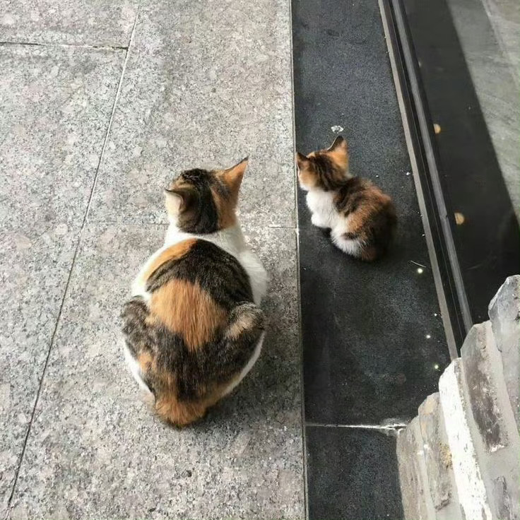 三花妈妈生了个一模一样的自己