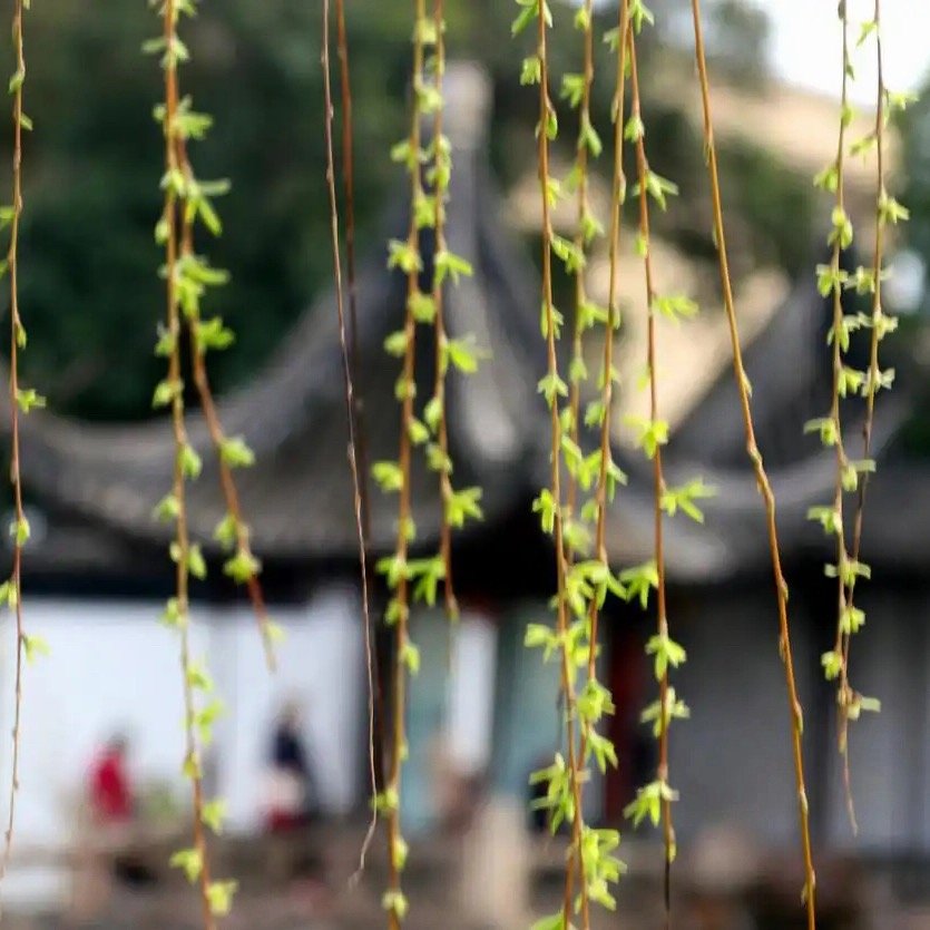 晚安，三无量。惊风乱飐芙蓉水，密雨斜侵薜荔墙。 
