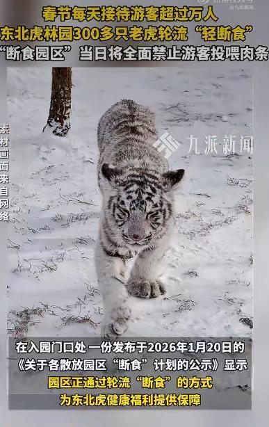 春节假期，哈尔滨成了旅游热门地，东北虎林园更是游客爆满，每天接待的游客数量轻松超