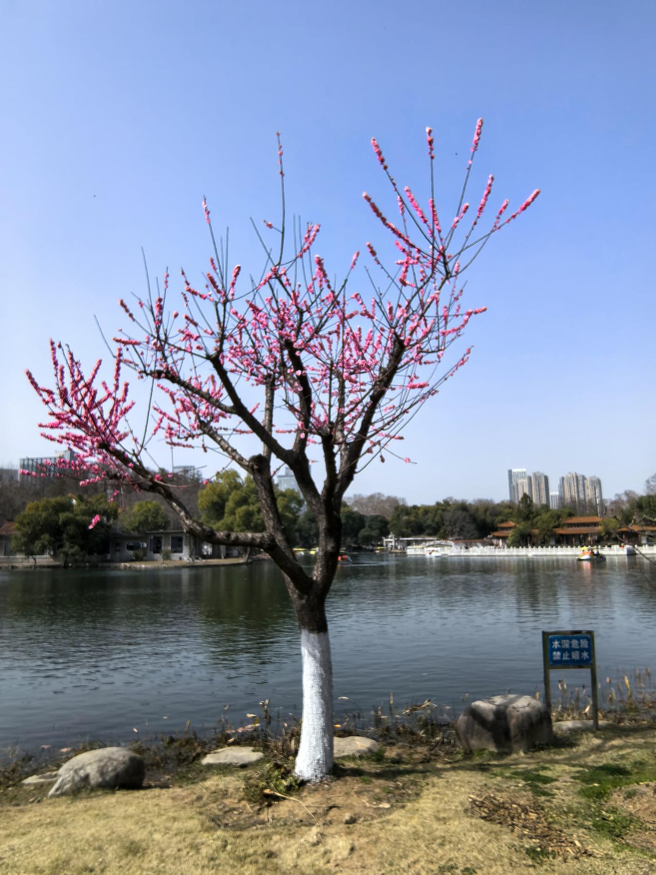青山公园赏梅。
 
早春时节，青山公园迎来最美花期，千株梅花次第绽放，将整座公园