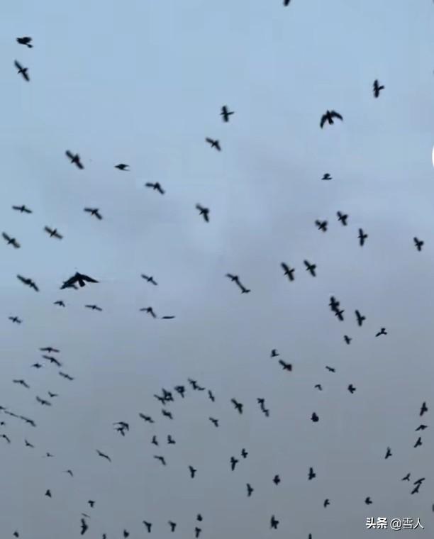 以色列乌鸦满天飞
 特拉维夫的警报撕裂云层
以色列 德黑兰谁先投下战争
导弹划破