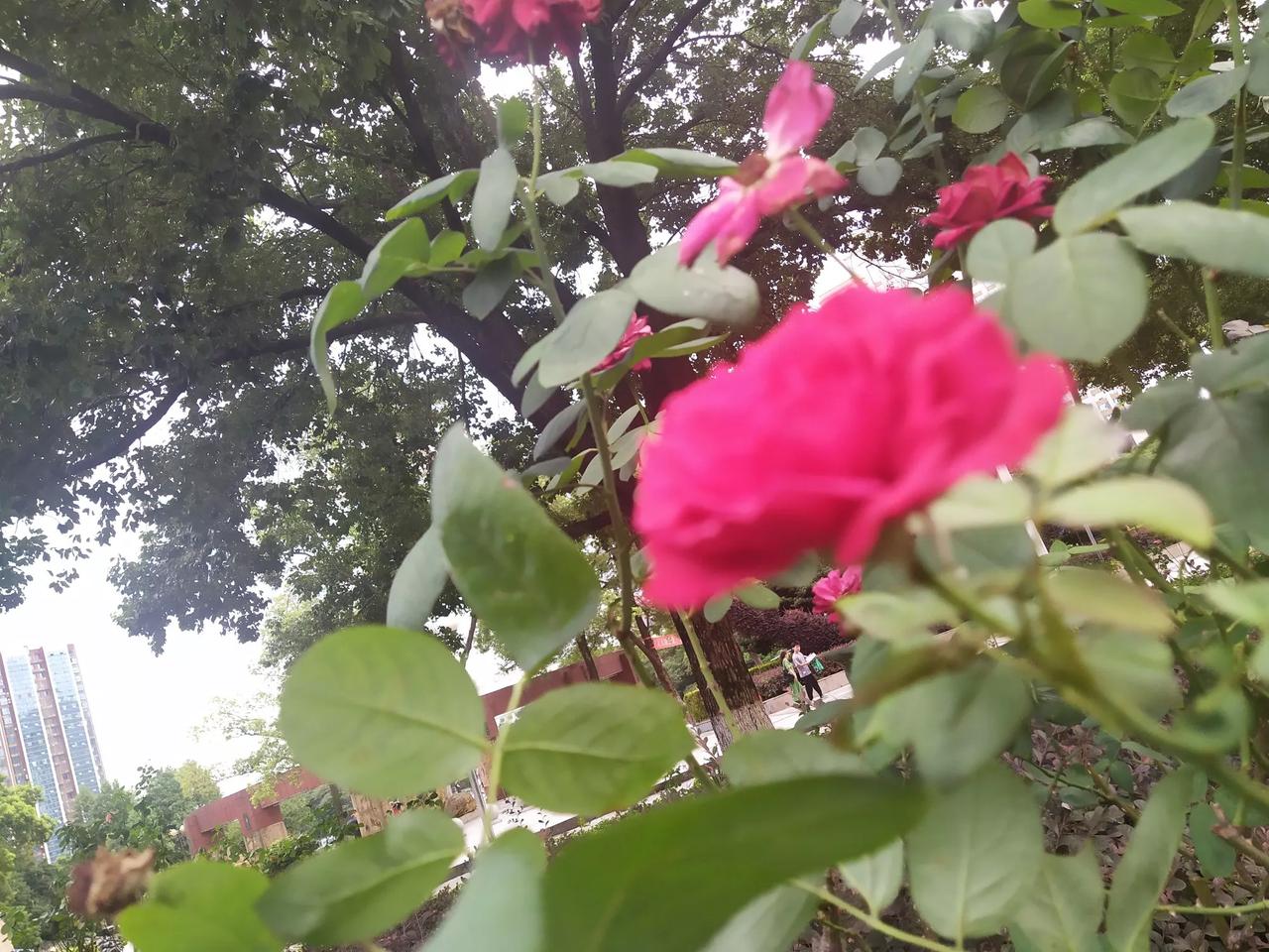 官渡之战弱取胜，人为因素是关键！
建安五年(200年)官渡战，袁绍消灭公孙瓒。“