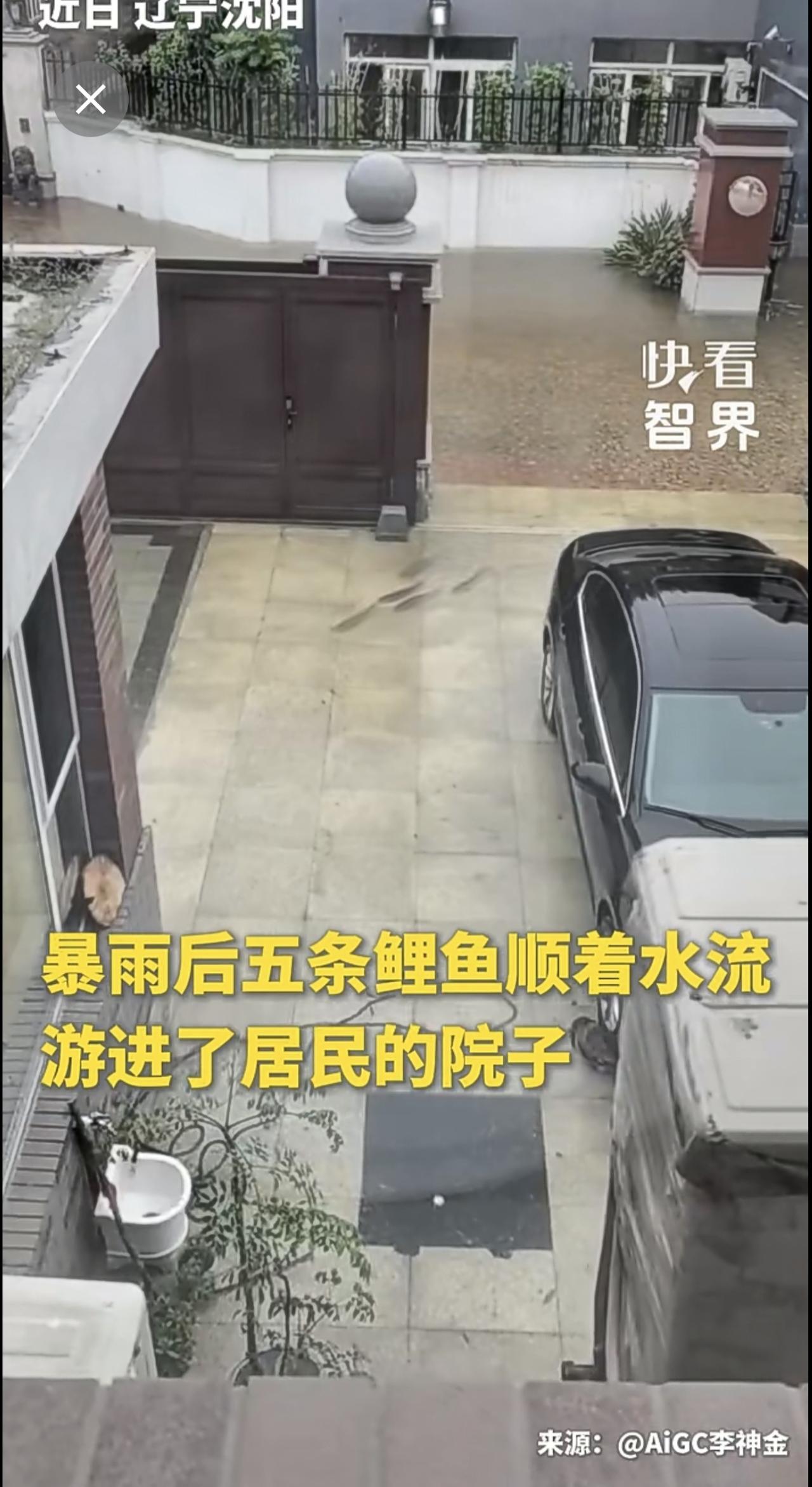 暴雨后五条鲤鱼顺着水流游进了居民的院子。
