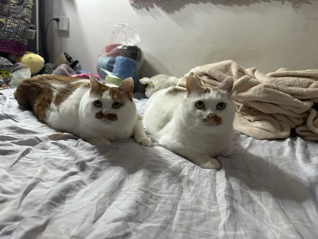 一摸一样的猫养两只备份