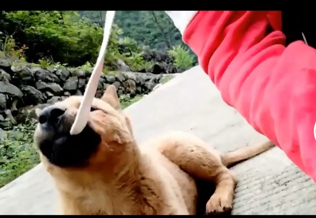 我又怎敢带你回家，我怕你烤不惯煤炭火，走不来泥巴路，上个厕所还要去猪圈...